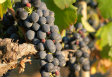 Wein- und Ölverkostung Toskana
